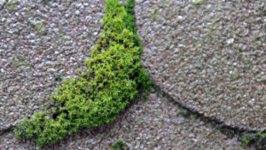 The Impact of Moss